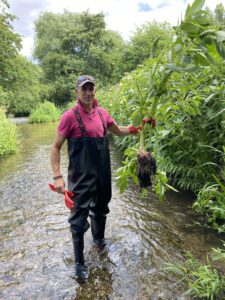 JCA news himalayan balsam river darent
